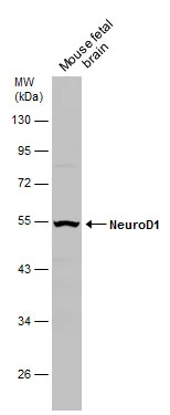 NeuroD1 antibody